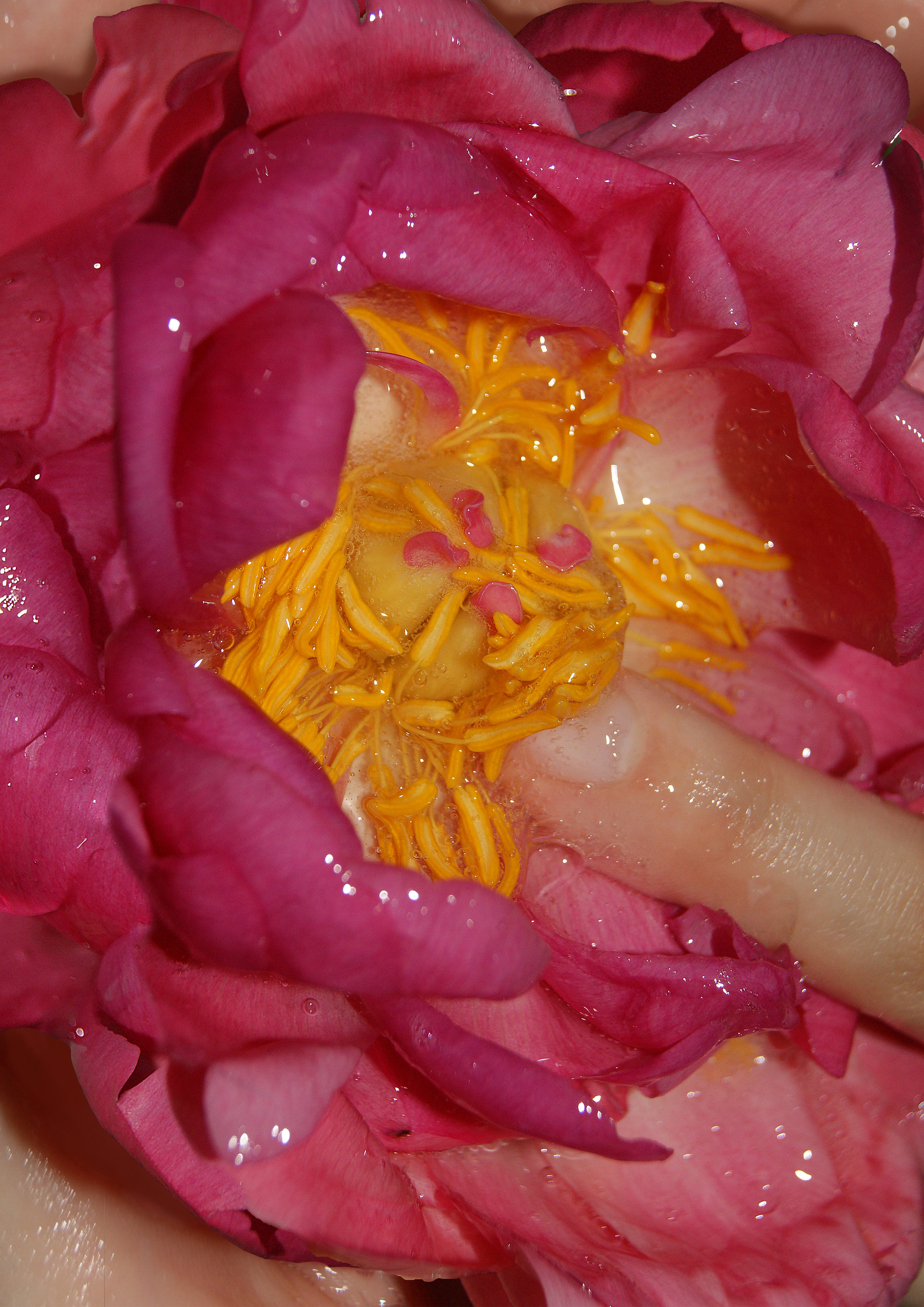 Wet Peony Print